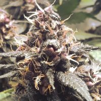 (Bild für) Purple Urkle Fast 5 fem