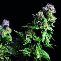 (Bild für) Purple Urkle female