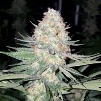 (Bild für) Purple Valley OG