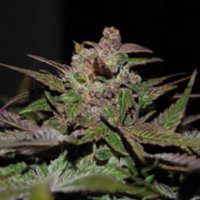 (Bild für) Purple Wreck fem