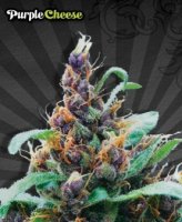 (Bild für) Purple Cheese aka Purple Stilton Auto female