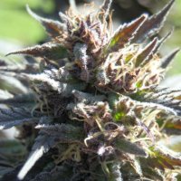 (Bild für) Purpurea 09