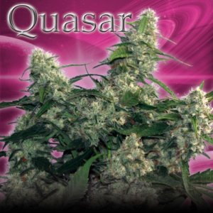 (Bild für) Quasar fem
