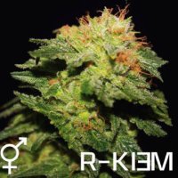 (Bild für) R-Kiem regular