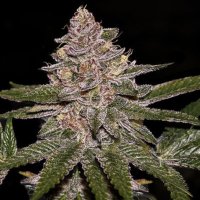 (Bild für) Radical Juice Auto female
