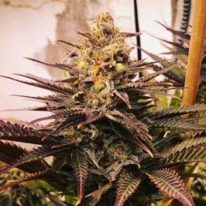 (Bild für) Rainbow Candy fem