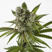 (Bild für) Rainbow Sherbet – RS 11 female
