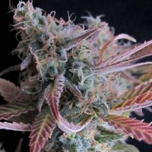 (Bild für) Raspberry Cough