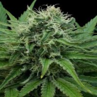 (Bild für) Raw Diesel 5 fem