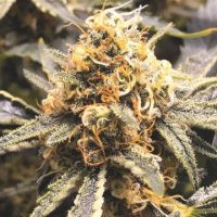 (Bild für) Recovery CBD fem