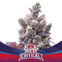 (Bild für) Red Critical Auto