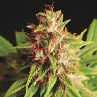 (Bild für) Red Cross CBD fem