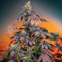 (Bild für) Red Gorilla Girl XL Auto fem