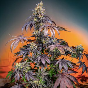 (Bild für) Red Gorilla Girl XL Auto fem