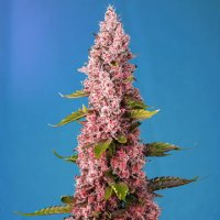 (Bild für) Red Hot Cookies fem