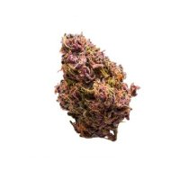 (Bild für) Red Jack Auto fem