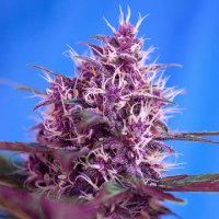 (Bild für) Red Poison Auto fem
