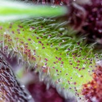 (Bild für) Red Pure Auto CBD fem