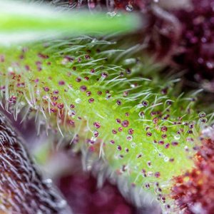 (Bild für) Red Pure Auto CBD fem