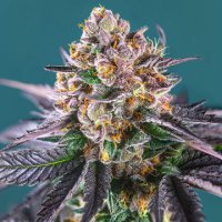 (Bild für) Red Strawberry Banana Auto fem