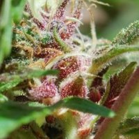 (Bild für) Red Purps female