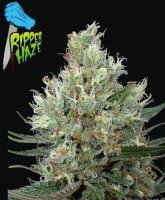 (Bild für) Ripper Haze female