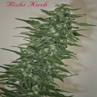 (Bild für) Rishi Kush