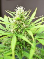 (Bild für) Robocrop Auto fem