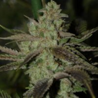 (Bild für) Romulan Sativa