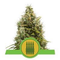 (Bild für) Royal Auto AK feminized