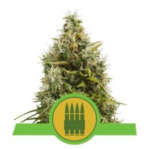 (Bild für) Royal Auto AK feminized