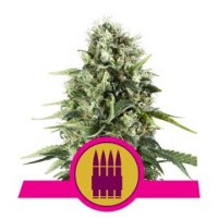 (Bild für) Royal AK feminized