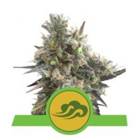 (Bild für) Royal Bluematic feminized