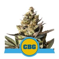 (Bild für) Royal CBG Auto feminized