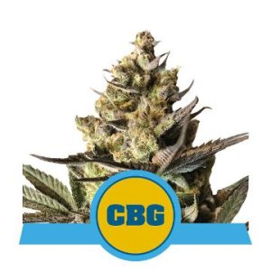 (Bild für) Royal CBG Auto feminized