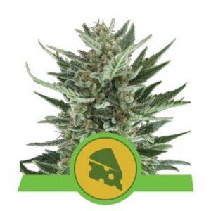 (Bild für) Royal Cheese Auto feminized
