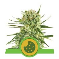 (Bild für) Royal Cookies Auto feminized