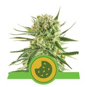 (Bild für) Royal Cookies Auto feminized