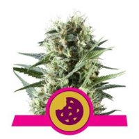 (Bild für) Royal Cookies feminized