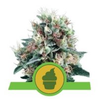 (Bild für) Royal Creamatic feminized