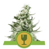 (Bild für) Royal Critical Auto feminized