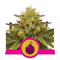(Bild für) Royal Domina feminized
