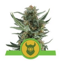(Bild für) Royal Dwarf feminized