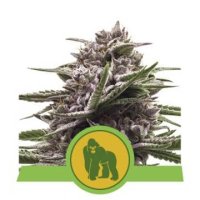 (Bild für) Royal Gorilla Auto feminized
