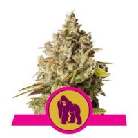 (Bild für) Royal Gorilla feminized
