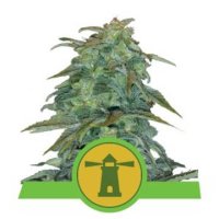 (Bild für) Royal Haze Auto feminized