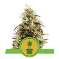 (Bild für) Royal Jack Auto feminized