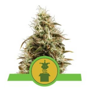 (Bild für) Royal Jack Auto feminized