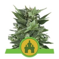 (Bild für) Royal Kush Auto feminized