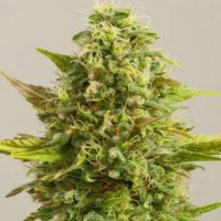 (Bild für) Royal Kush 5 fem